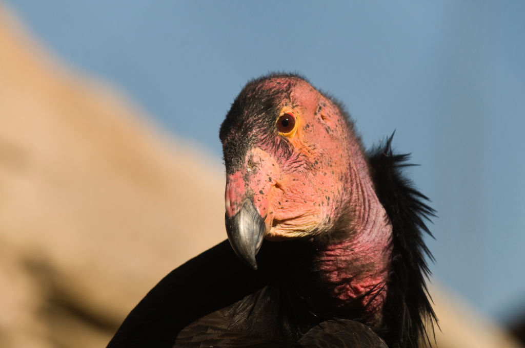 california condor