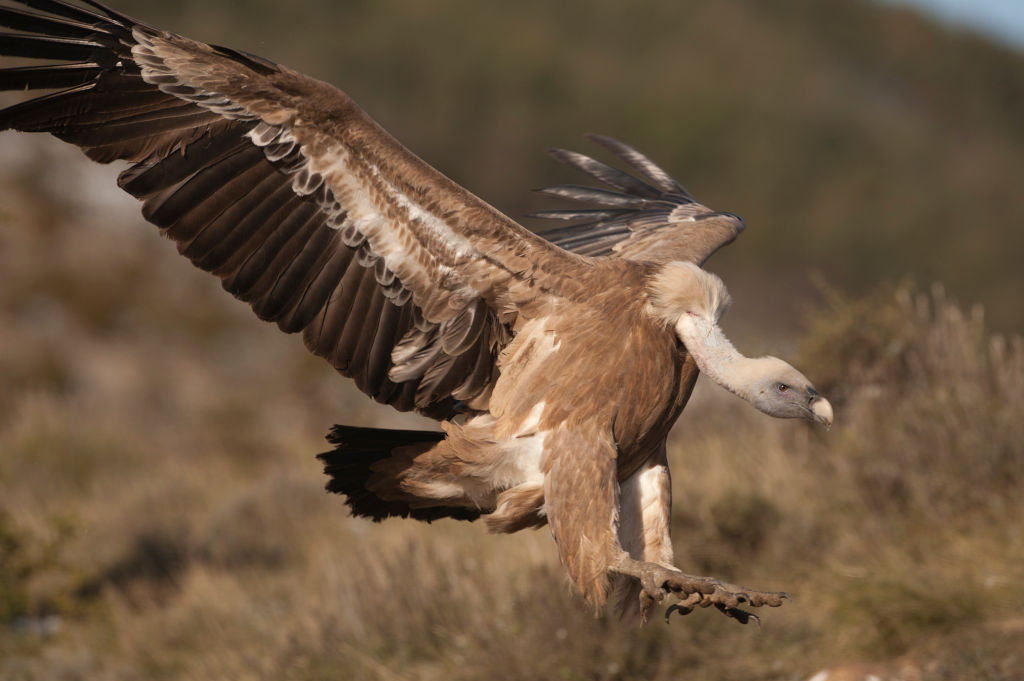 vulture landing