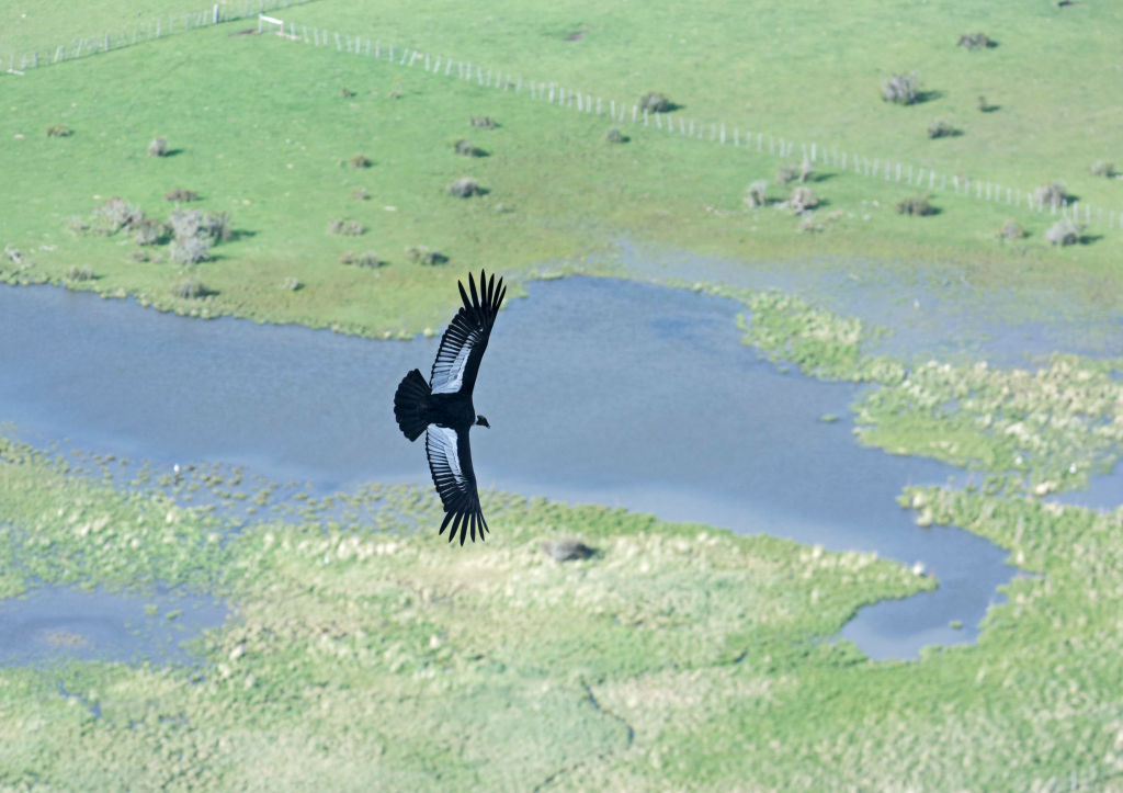 andean condor