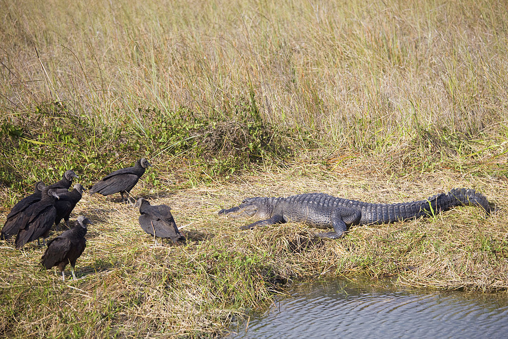 vultures and gator