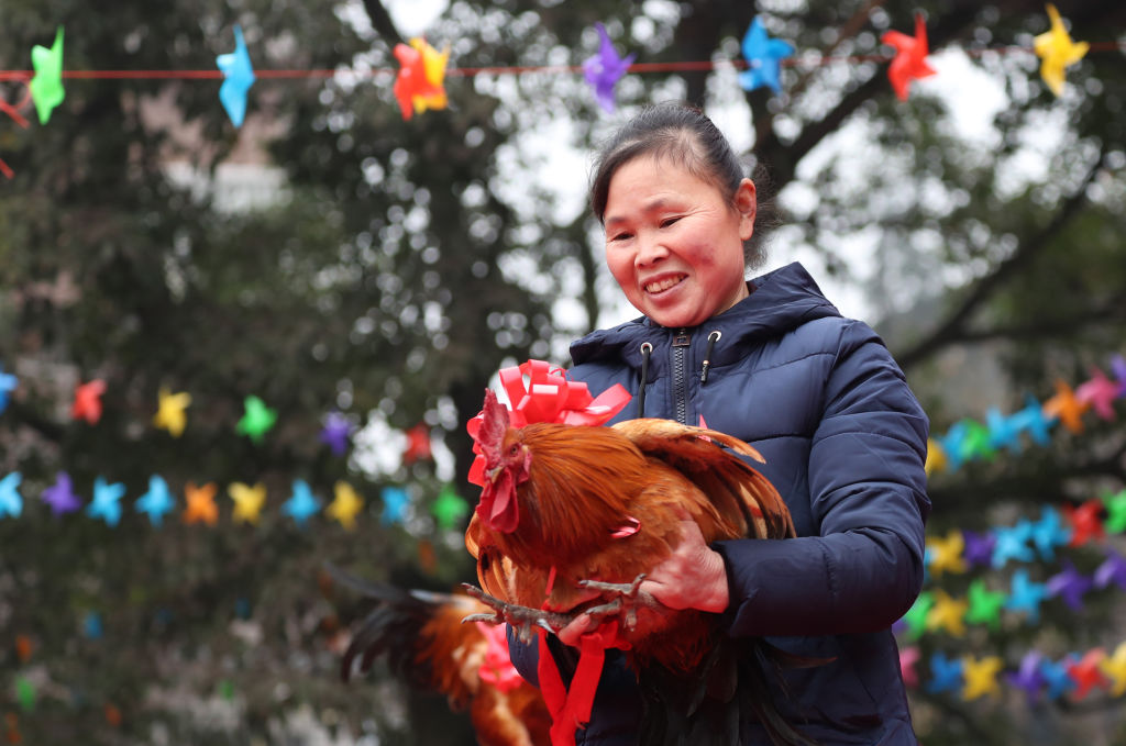 GettyImages-1096371966 A local farmer shows her chicken during a chicken beauty contest