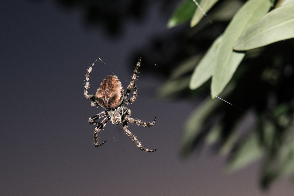 GettyImages-1153265289 Big spider on an Olive tree in Rovies on the island of Euboea