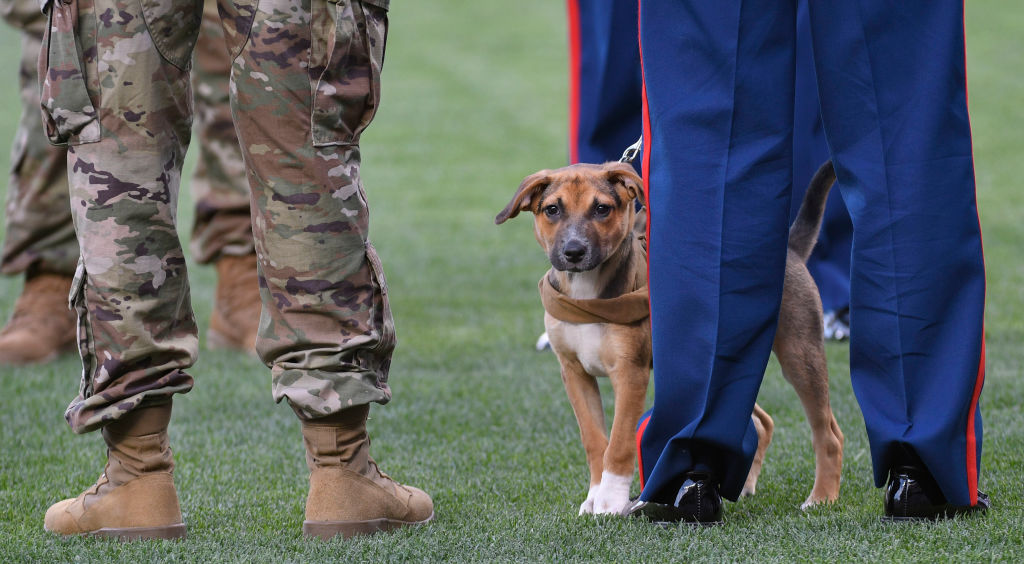 GettyImages-1160005175 A young Service Dog took part in the ceremonies with military personnel for Armed Forces Night at Kauffman Stadium