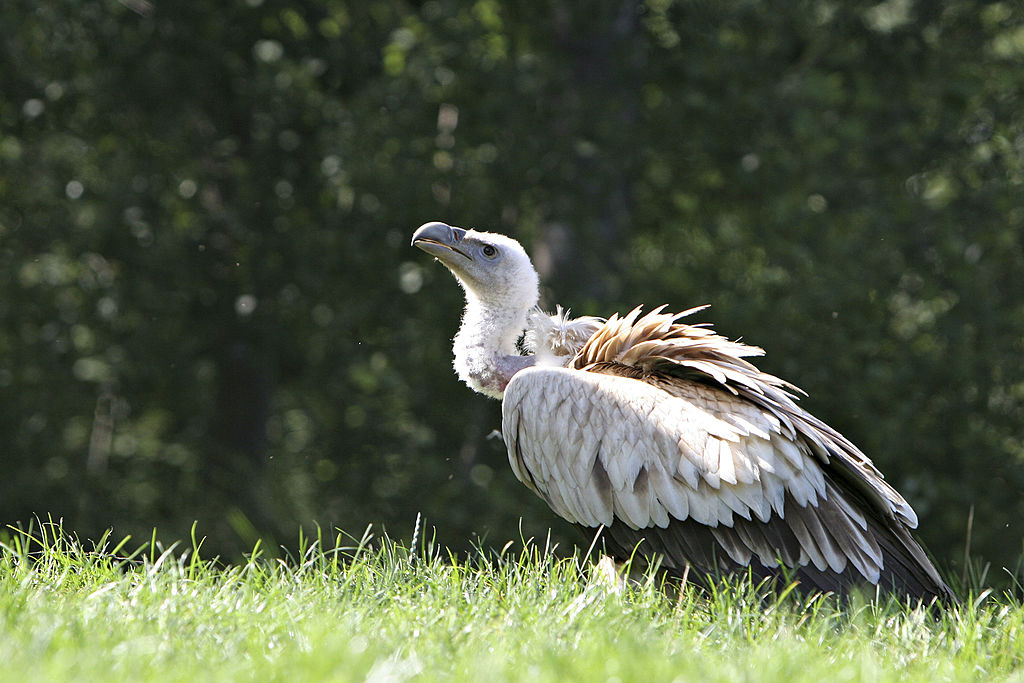 vulture urine