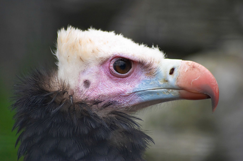 colorful vulture