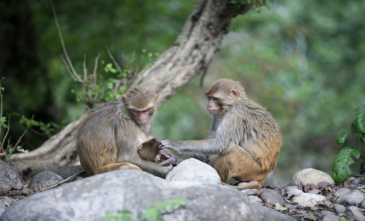 Rhesus Macaques, Corbett National Park, Uttarakhand, India.