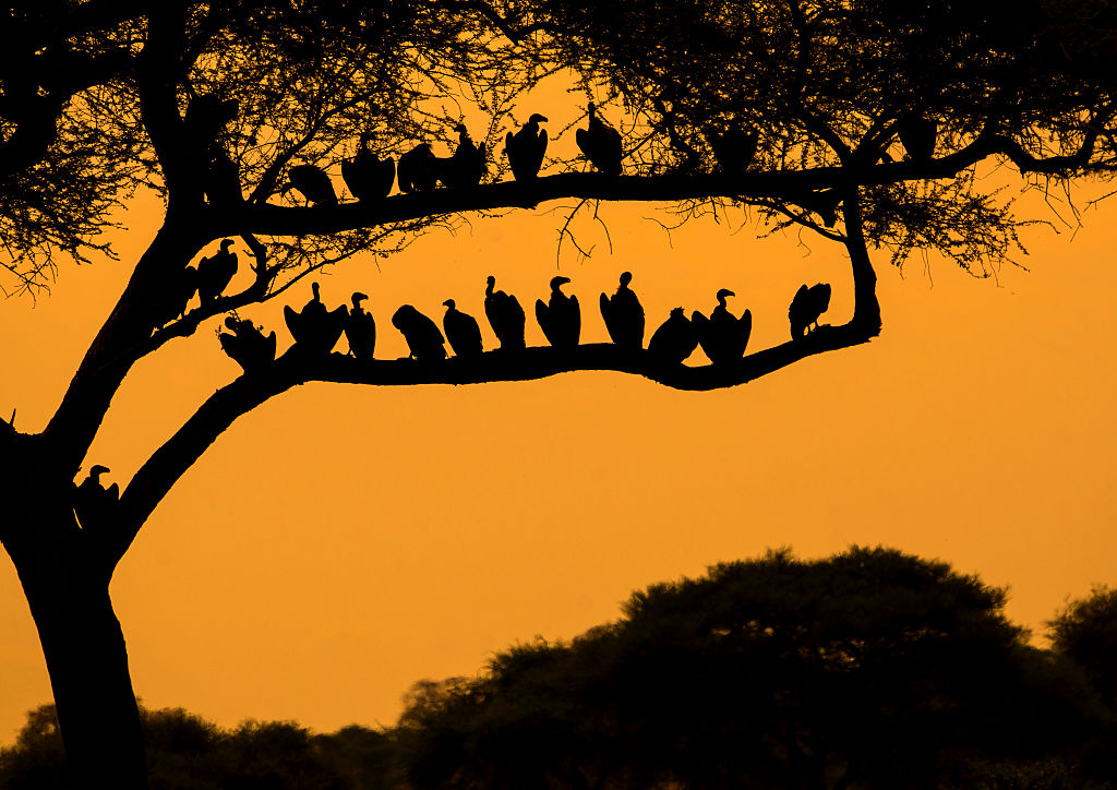 vultures in tree