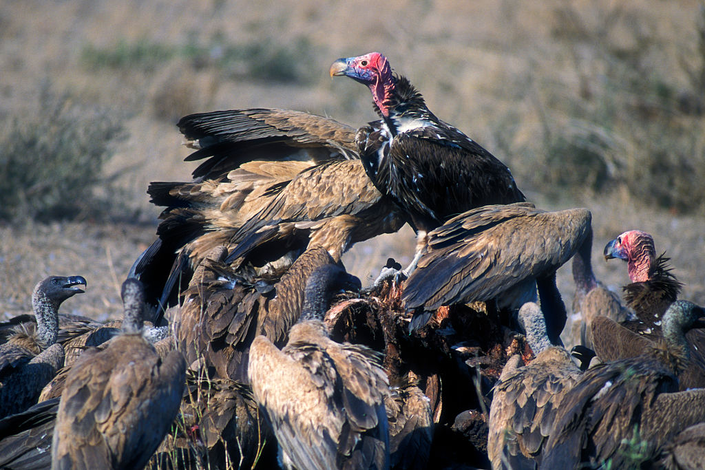 attacking livestock