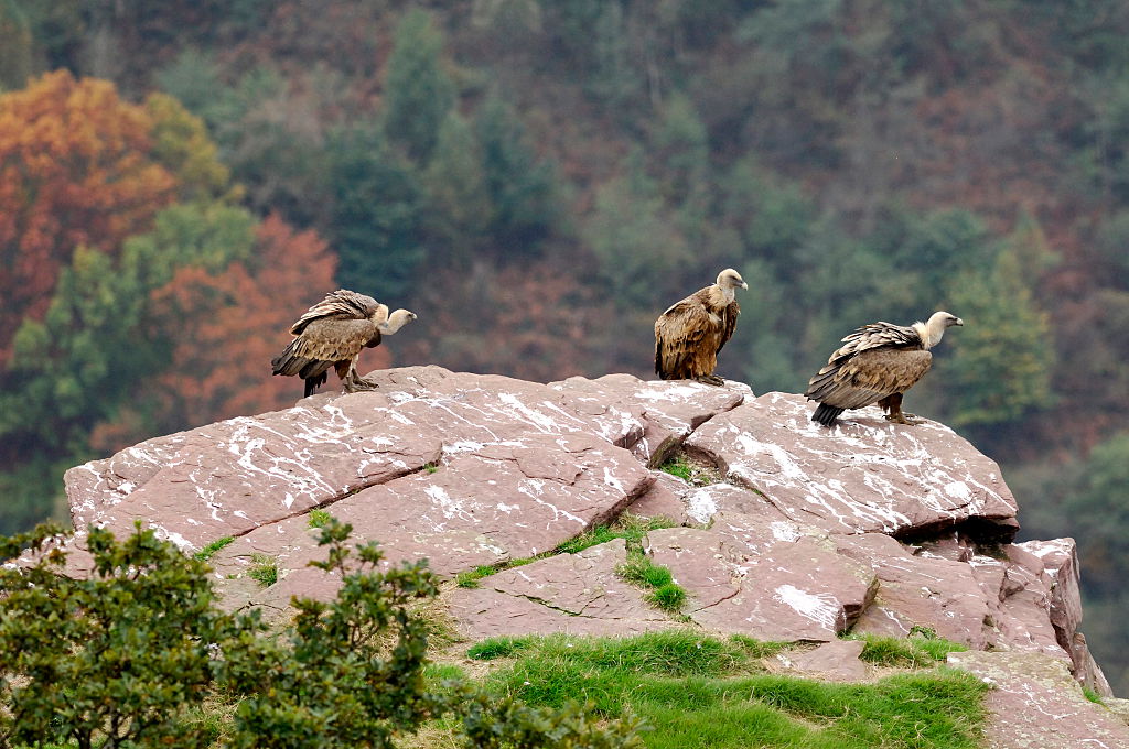 vulture species