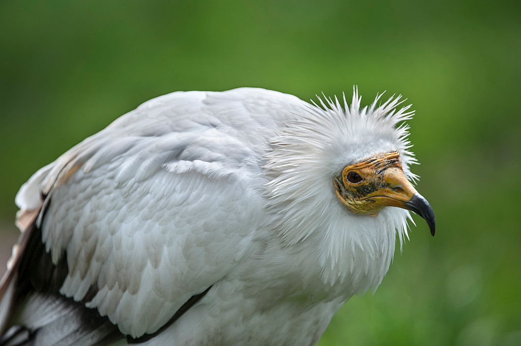 International Vulture Day celebrant