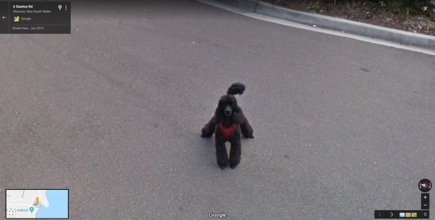 dog street