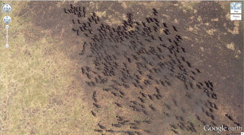 buffalo herd