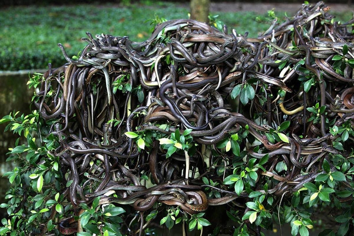 golden lancehead pit vipers swarming a bush on Snake Island off the coast of Brazil
