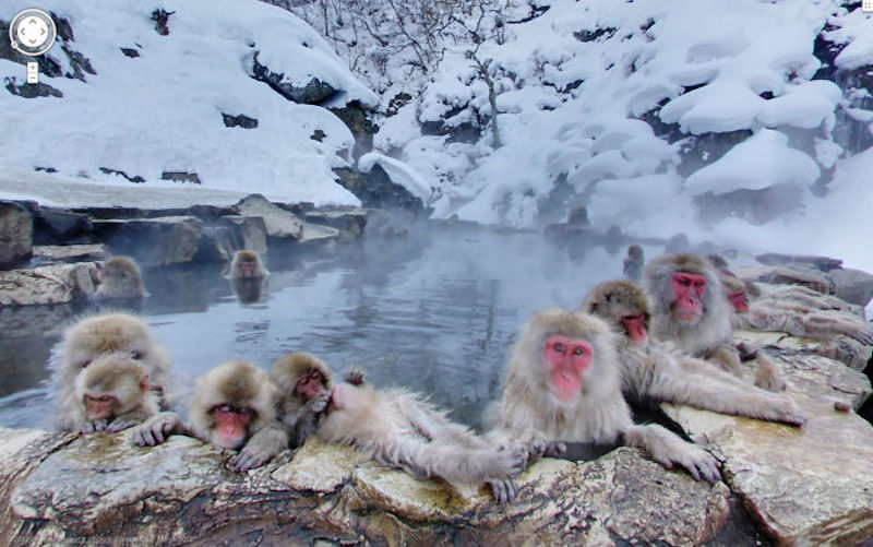bathing monkeys in japan
