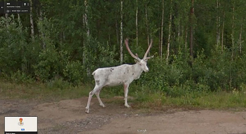 albino moose
