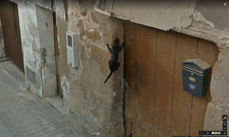 cat climbing wall