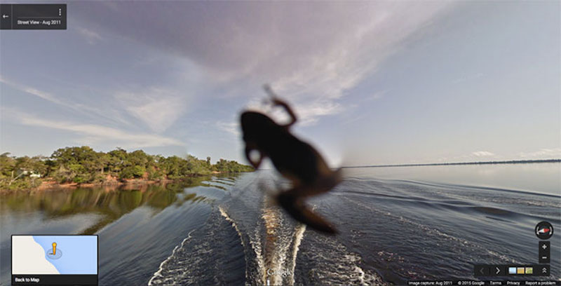 frog on lens