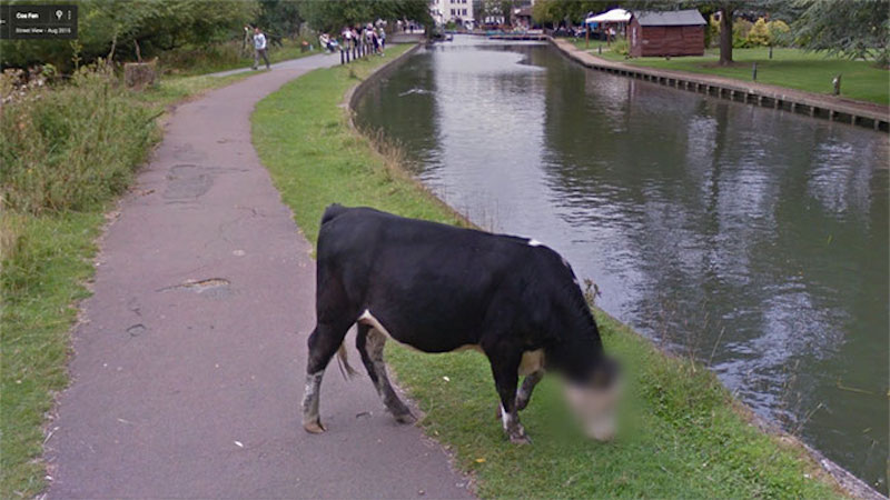 cow by stream