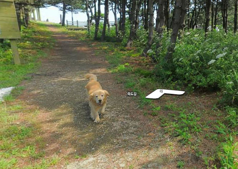 dog following camera
