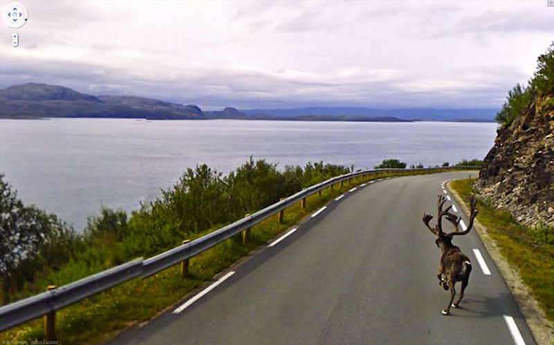 moose on road