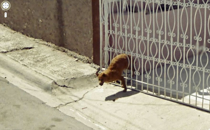 dog climbing through fence