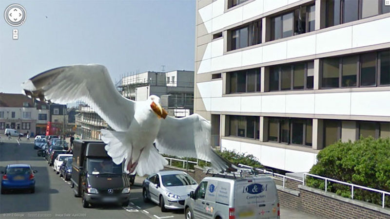 seagull with snack