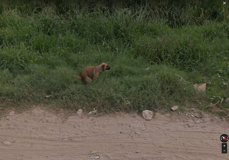 dog pooping on google earth