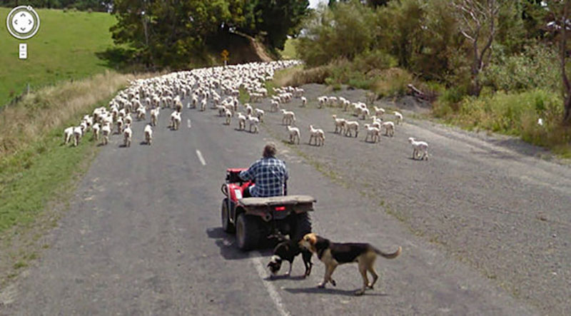 herding sheep in tractor
