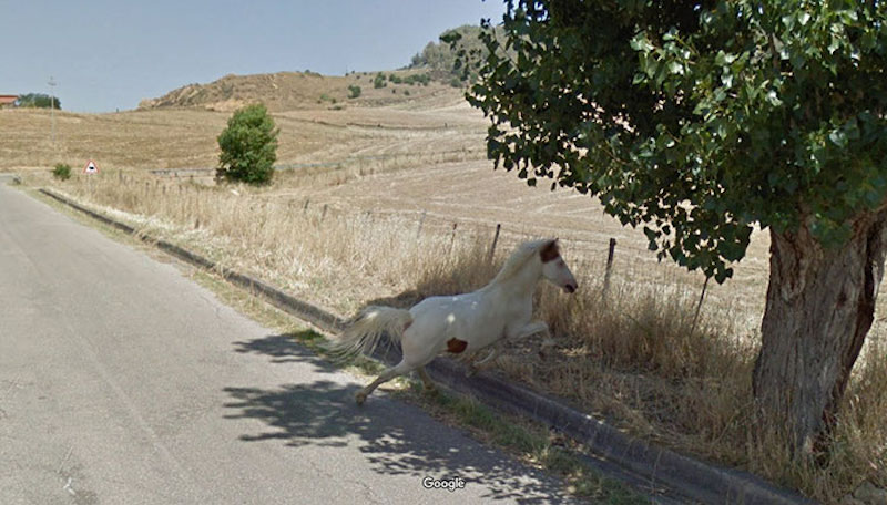horse on road