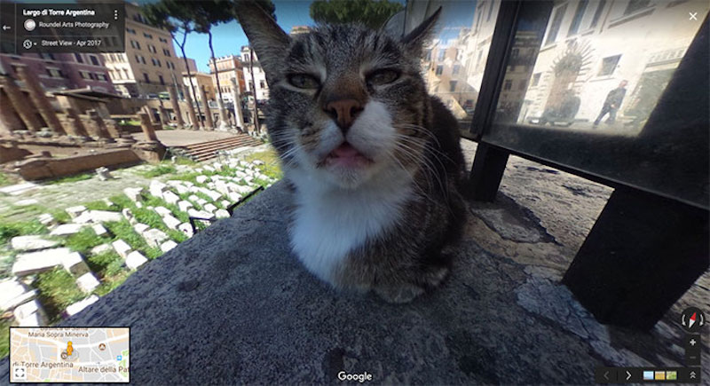 squinting cat on street
