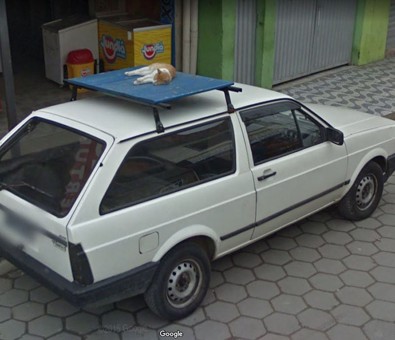 cat on the roof of a car