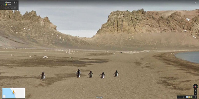 penguins in a line