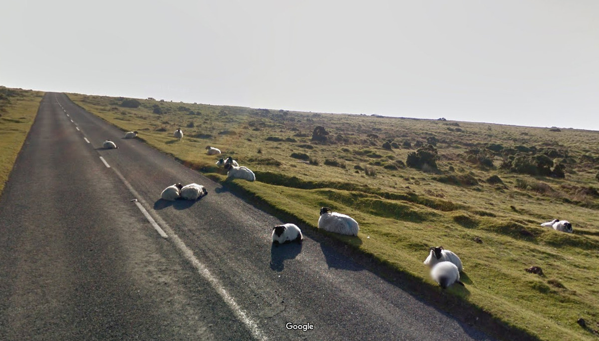 sheep in the road