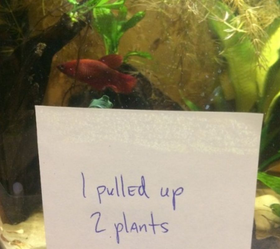 beta fish in the tank