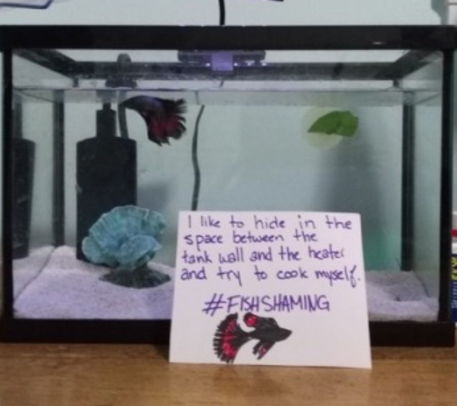 fish beta swim swim tank