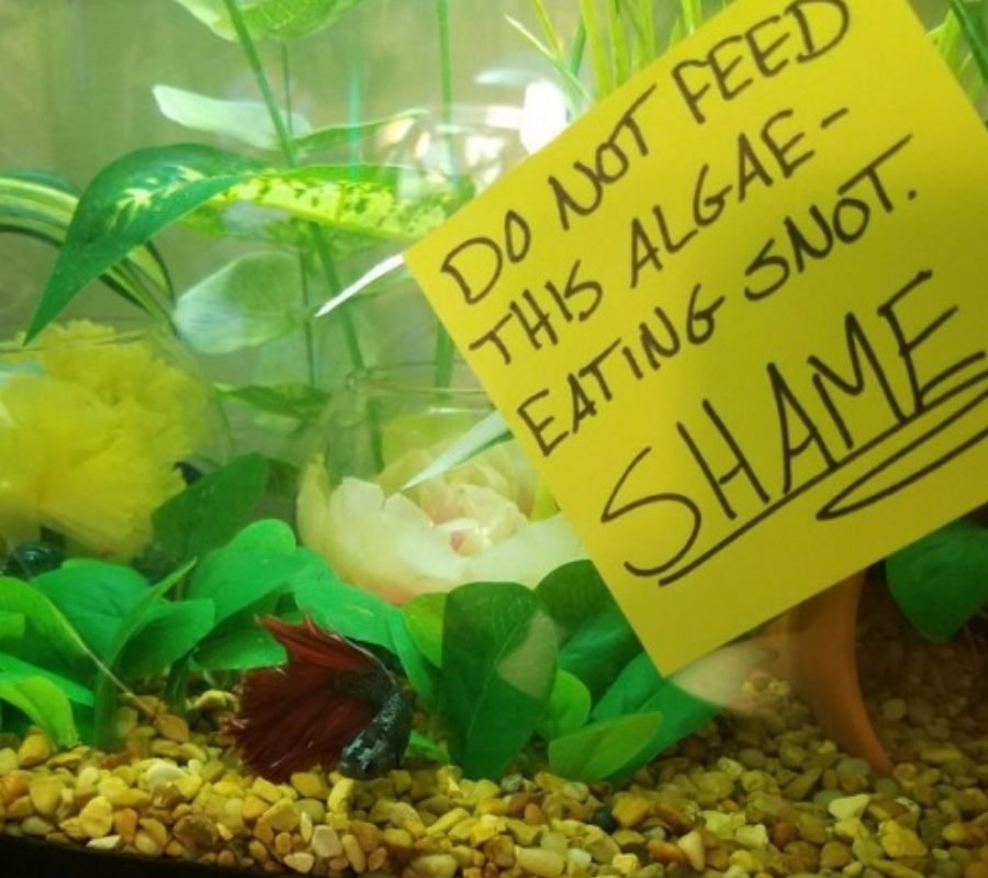 fish in tank in weeds