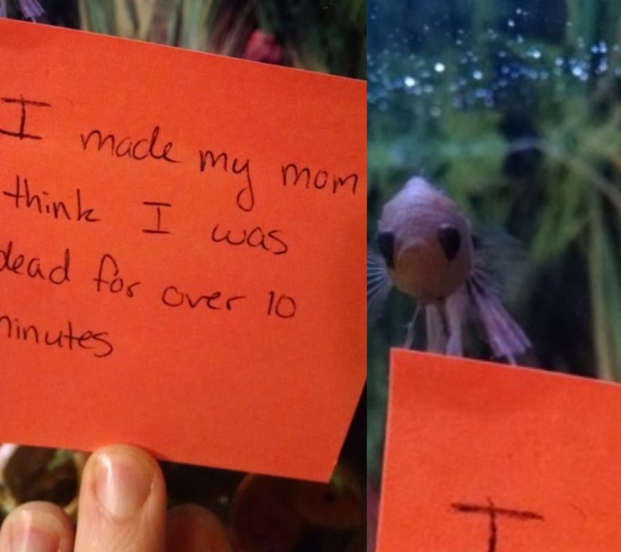 fish pretending to be ddead