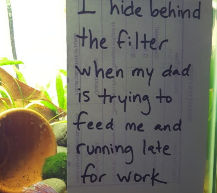 filter drama fish betta