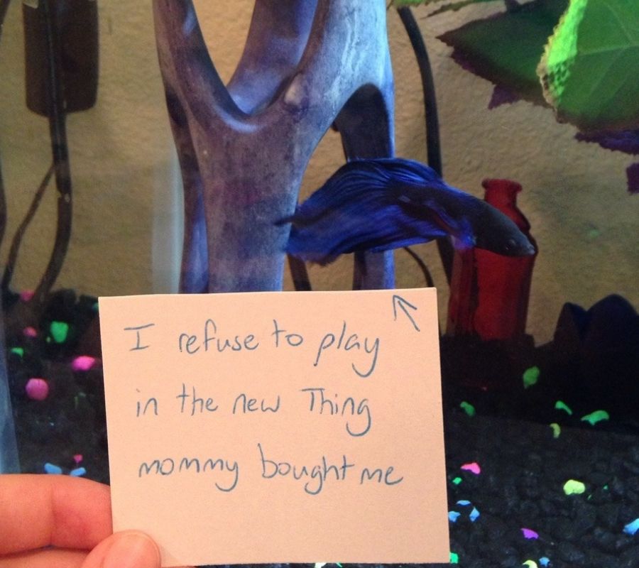 fish not playing in new thing