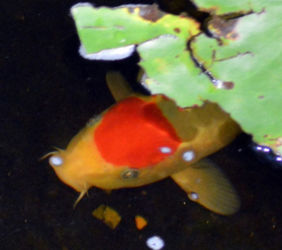 koifish in pond swimming
