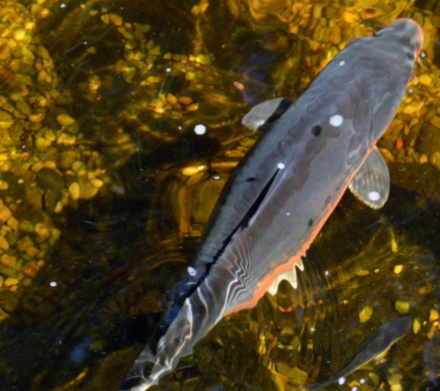 shark in the pool being floaty