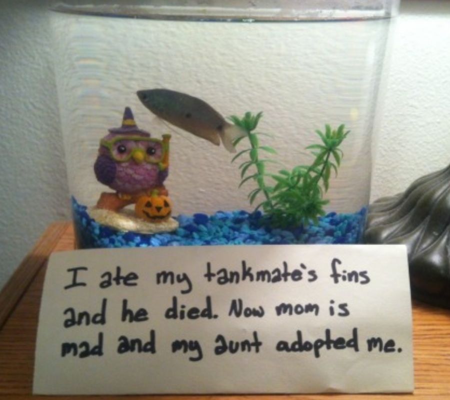 fish in tank with a jacko lantern
