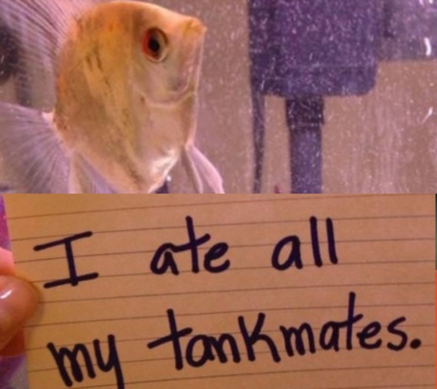 angelfish that ate its tank mates