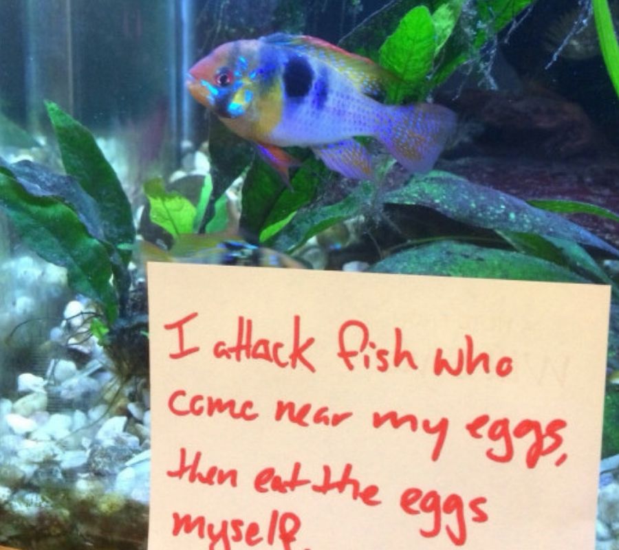 fish in tank chilling attacking other fish!