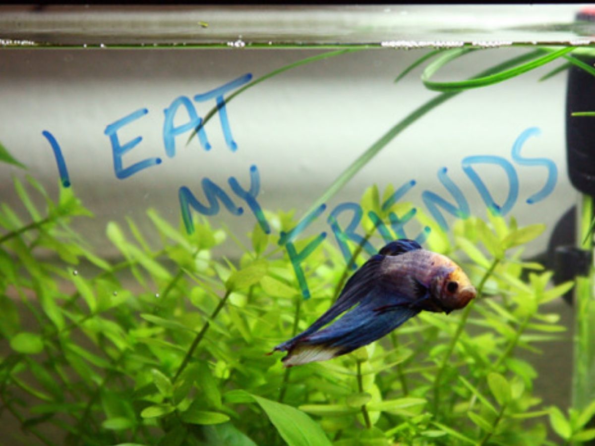 i eat my friends sign in from of betta