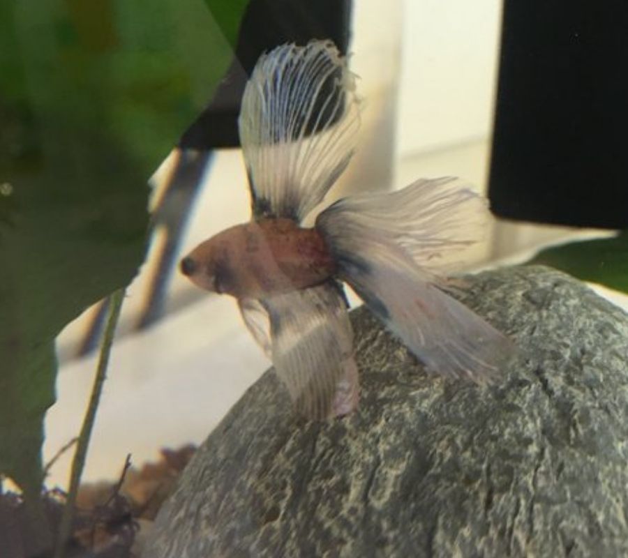 pretty fish doing stuff