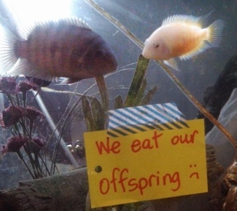 fish parents that eat their kids