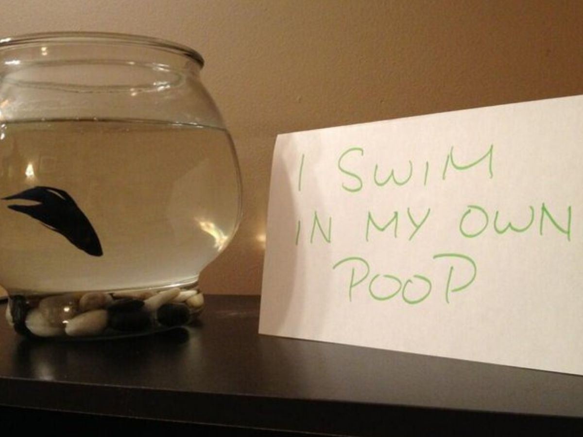 fish swimming in bowl sign saying they swim in own poo