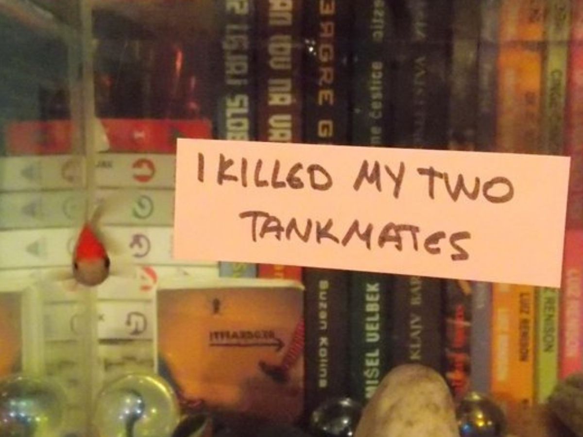 fish in tank that says i killed my two tank mates