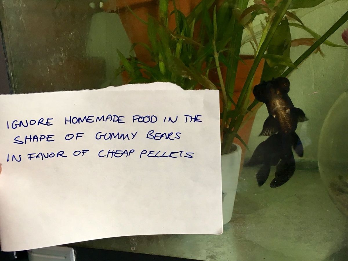 fish stuck to side of glass that eats bad food